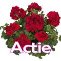 Bild von Geranium Hang P12 Actie Double Karolina